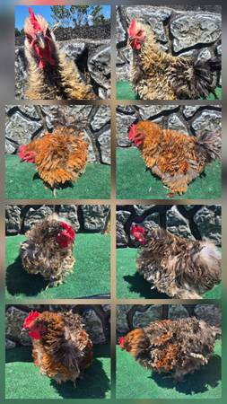 Frizzle roosters 1