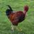 Turken Rooster (2 years old) 2 thumbnail