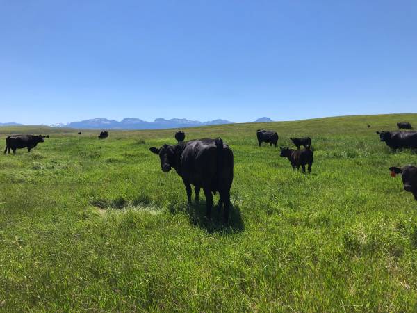 Pasture lease 1