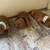 *** Golden Retriever Rehoming Fee *** 7 thumbnail