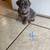 English/Frenchie Mix Puppies 15 thumbnail