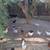 Chickens 2 thumbnail