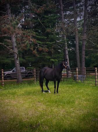 Caballo castrado roto64054659016450123