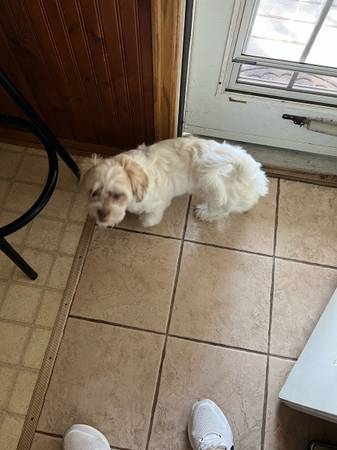 Shih tzu Yorkie mix (Marshall)63850258496129123