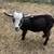 Nigerian dwarf buck 1 thumbnail