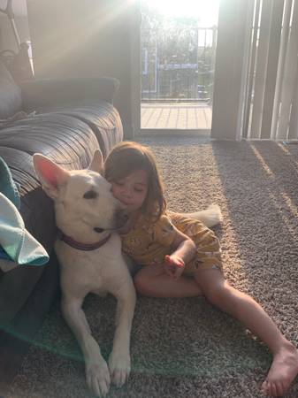 Need to rehome my white German Shepherd63671572845825120