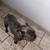Rehoming frenchie 5 thumbnail