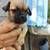 Pug/Dapple Chiweeni mix  OBO/OMO 3 thumbnail
