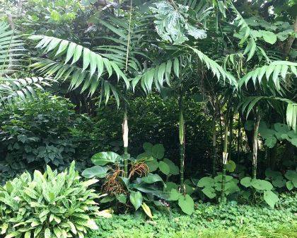 Pacaya Palms ---- Chamaedorea tepejilote 1