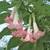 Angel's Trumpet tree. Brugmansia . By Greengirl. 13 thumbnail