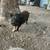Mini pig 1 thumbnail