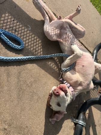 Sweet female Dog (pointer) 1