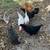 Layer Chickens and 1 Rooster 2 thumbnail