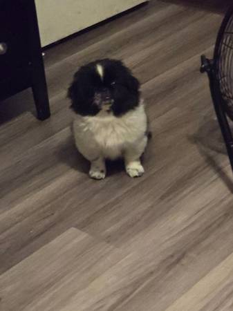 Pekingese (Columbus ga)63664482270593121