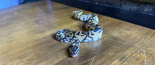 Male and female ball python pair 1