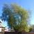 Professional tree trimming and remova! Sunset Valley Tree Service LLC 10 thumbnail