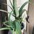 Potted aloe vera, 2 ‘ tall 2 thumbnail