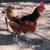 New Hampshire Red Breeding Pair Chickens 3 thumbnail