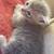Kittens 2 thumbnail