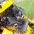 Wright ZK Stander 52in Commercial zero turn mower w New 37hp EFI Vang 9 thumbnail