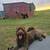 Standard poodle and labradoodle 1 thumbnail