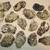 OYster  And  CLam shells  for  Crafts 4 thumbnail