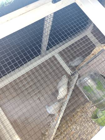 Button quail 1
