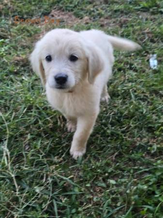 Retrievers (Vincennes)64147996133889120