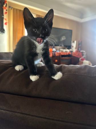 Free Tuxedo Kittens 1