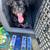 Dog Training Offered! 18 thumbnail