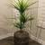 4ft Artificial Dracaena Tree in Mexican Decorative Large Olla Clay Pot 1 thumbnail