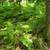 Six Wooded Acres Near Hayward-Camp, Hunt, or Build 6 thumbnail