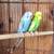 2 English Budgies 1 thumbnail