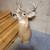 8 Point Deer Mount! 6 thumbnail