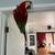 Green wing macaw 2 thumbnail