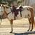Saddle for sale 1 thumbnail