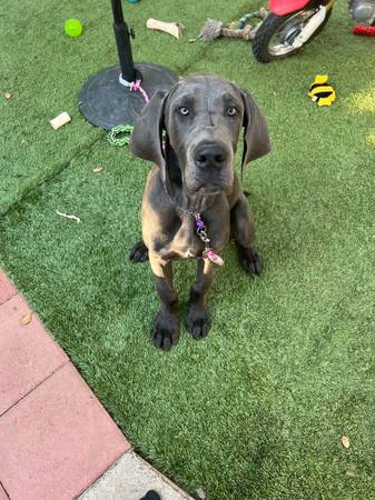 Female blue Great Dane (Escondido)63819964883841122
