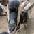 Two Nigerian goat wethers 3 thumbnail