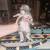 Maine coons 4 thumbnail