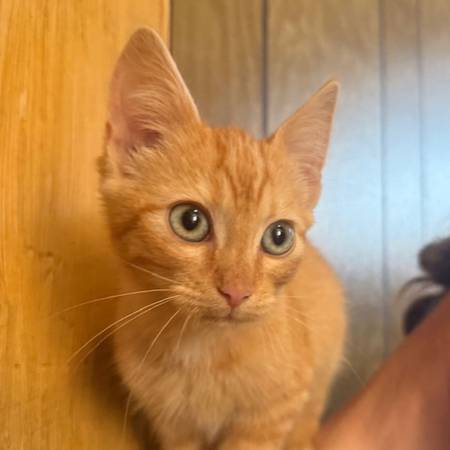 Cuddly 9wk kitten! 1