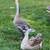 Goose family and Guineas 3 thumbnail
