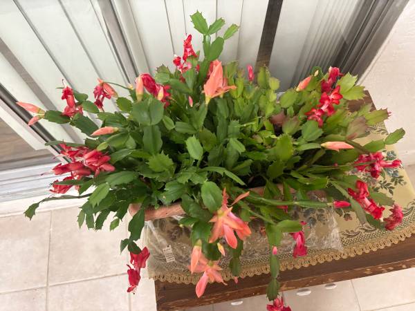 Large Red and Orange Christmas Cactus in Full Bloom 1