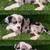 American micro exotic bully x american pocket bully puppies 7 thumbnail
