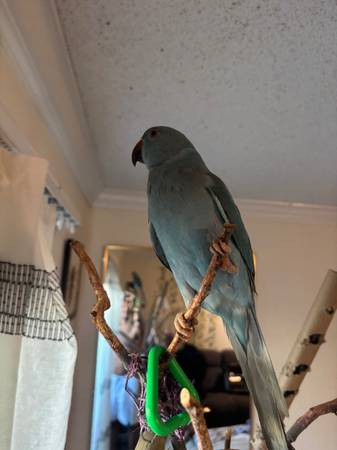 Blue Indian ring neck with cage 8 months 1