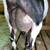 Registered Nigerian dwarf doe 6 thumbnail