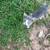 Free inside/outside cats 6 thumbnail