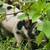 Piglets 4 thumbnail