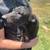 Catahoula/shepherd mix puppies 10 thumbnail