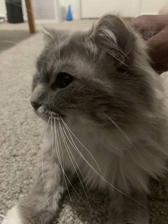 rehoming a ragdoll cat (norwalk)63865302144131121