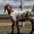 Goats 1 thumbnail
